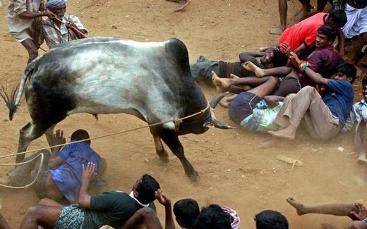 jallikattu 1